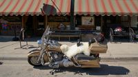 Die Nachfahren der Cowboys fahren heutzutage Harley mit Kuscheldeckchen auf dem Sattel