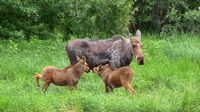 In Chitina sind öfters mal kleine Elchfamilien unterwegs