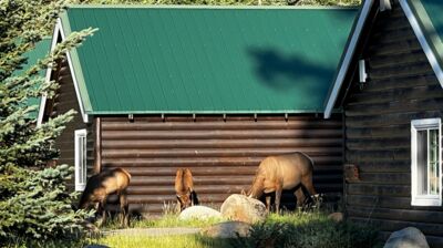 Willkommen in Jasper - unsere Hütte hat Besuch